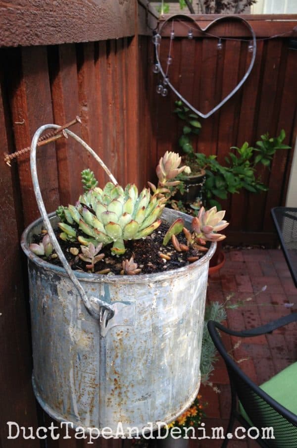 Succulents in a bucket | DuctTapeAndDenim.com
