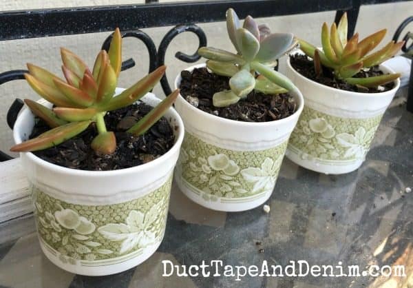 Succulents in vintage thrift store find tea cups! DuctTapeAndDenim.com
