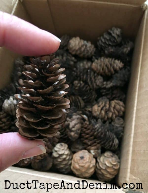 Box of tiny pine cones from a reader for my pine cone mason jars. | DuctTapeAndDenim.com