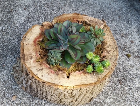 Rotted wood succulent planters. More DIY planter ideas on DuctTapeAndDenim.com