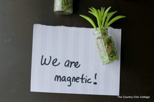 Succulent jar magnets