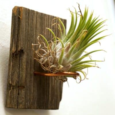 How to Display an Air Plant on Reclaimed Barn Wood