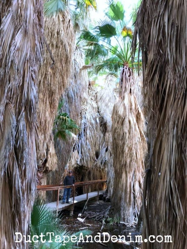 Coachella Valley palm oasis | DuctTapeAndDenim.com