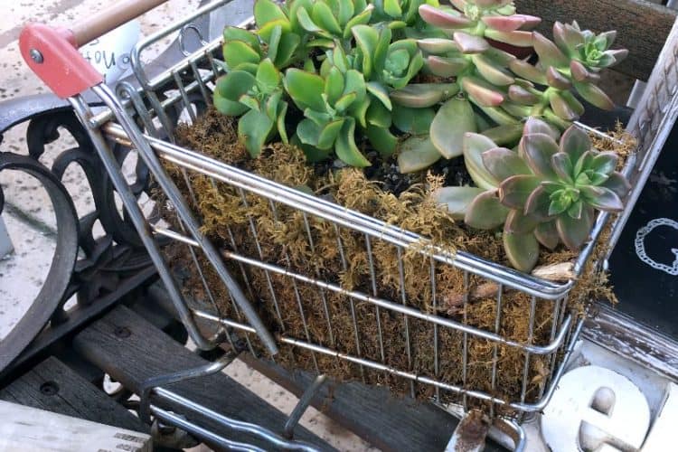 succulents in shopping cart | DuctTapeAndDenim.com
